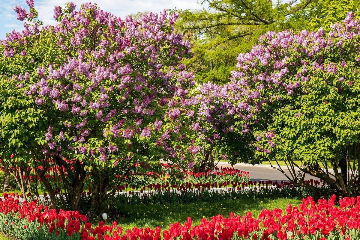    На ВДНХ стартует выставка «Победные сорта сирени»