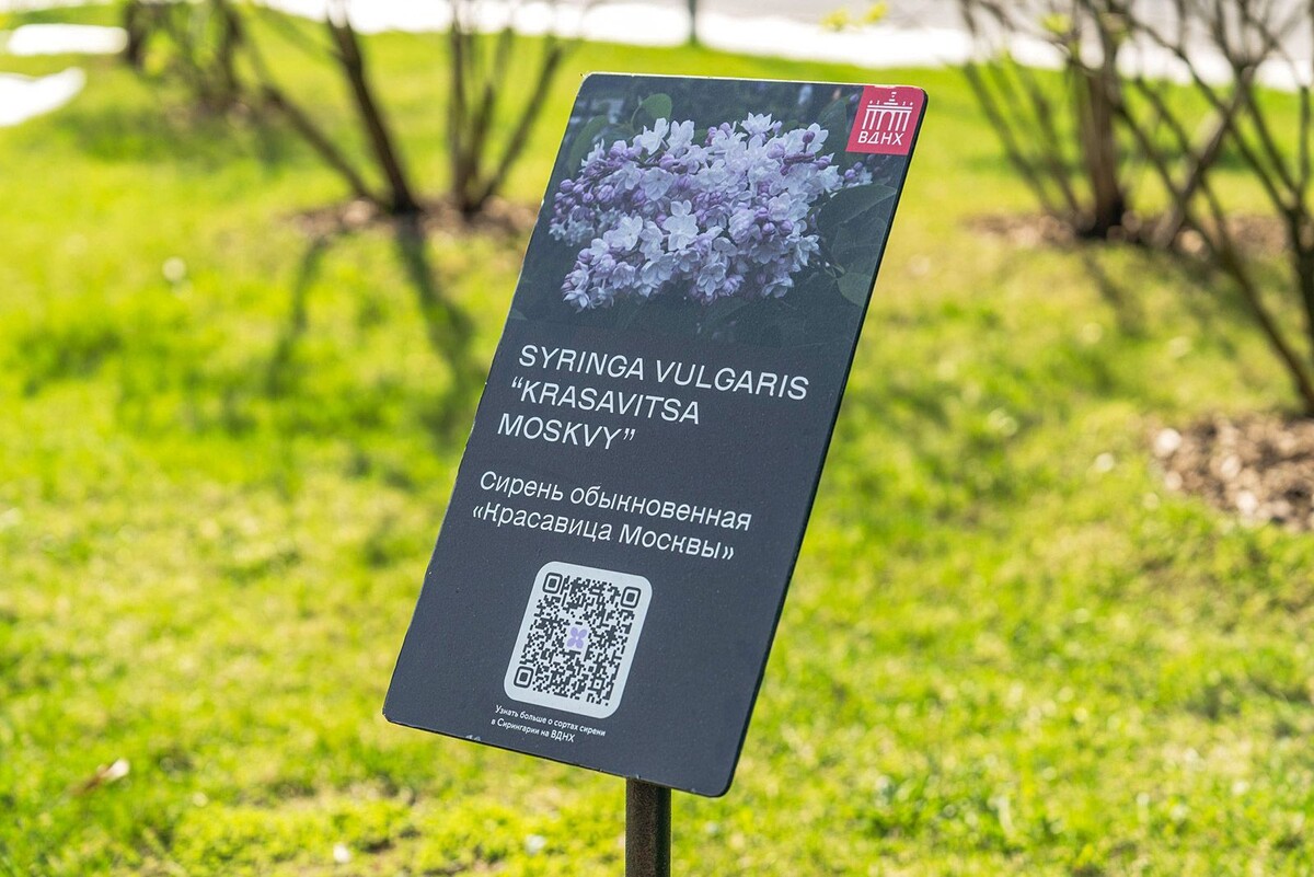    На ВДНХ стартует выставка «Победные сорта сирени»