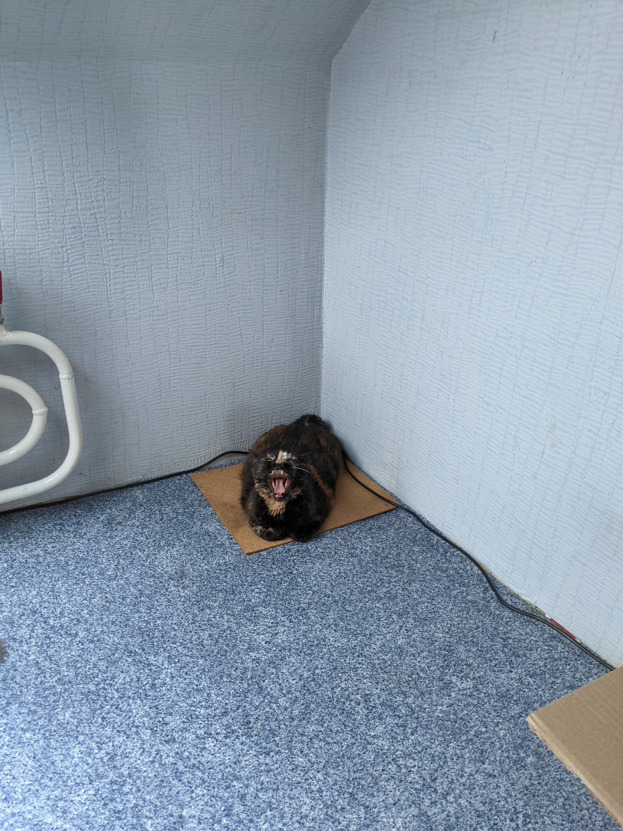 Уголок кошки-интроверта