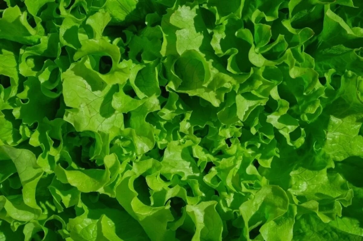    Тулякам рассказали, как правильно выбирать и мыть зелень