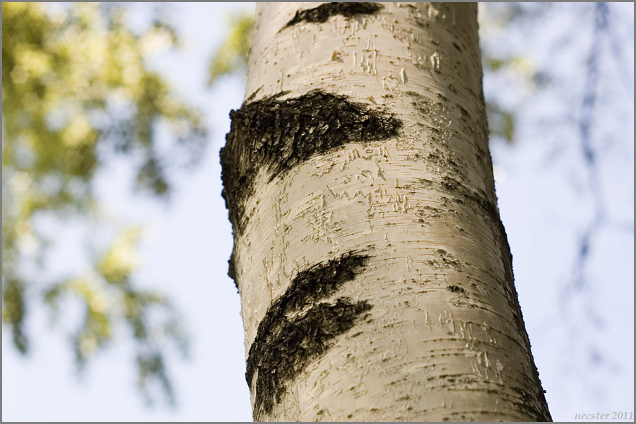 Тут и далее Nikon D50