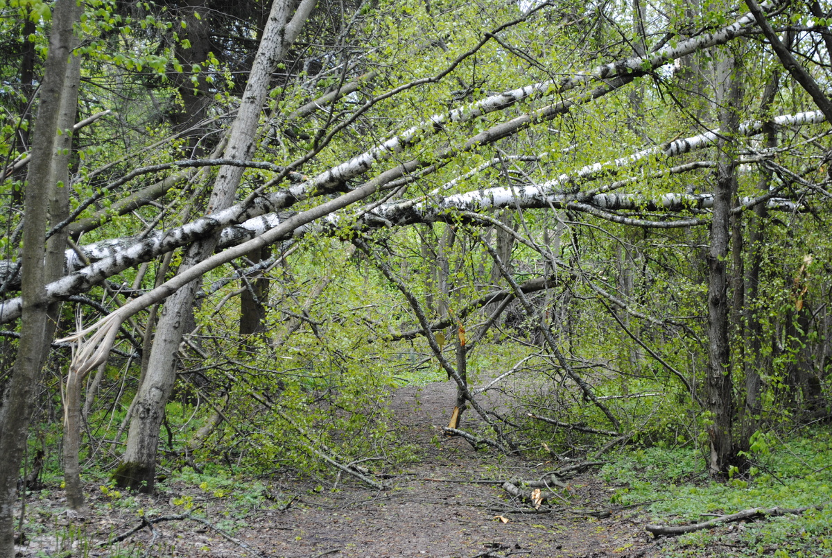 Дорога к нашему дачному дому после урагана