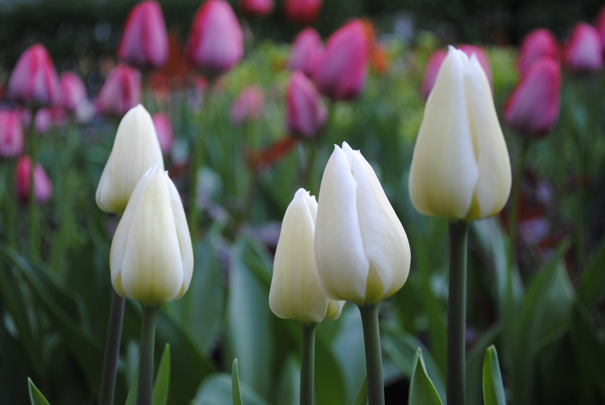 Фотографии мои, но тюльпаны нет, сняла в случайном дворе