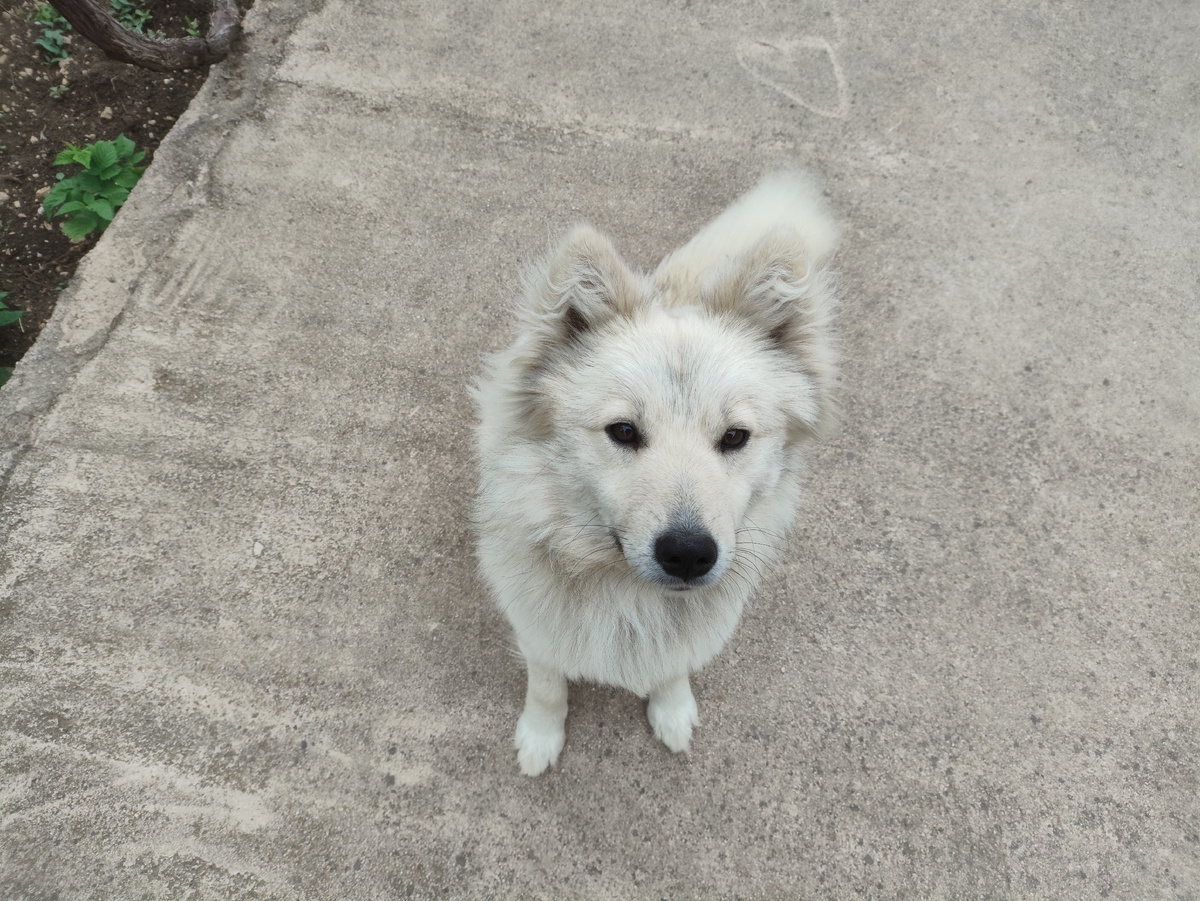Очень не типичная поза. Обычно он передними лапами на мне стоит.