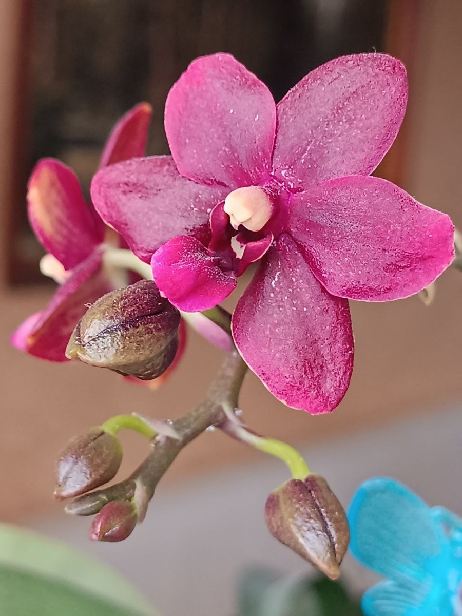 Обложка статьи Фаленопсис Черная птичка Black bird цветение 2025