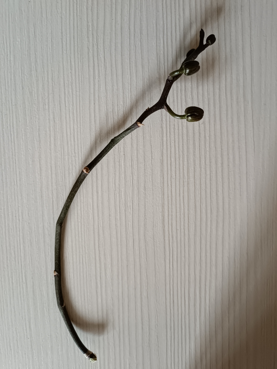 Оторванный цветонос. В этом случае орхомедицина бессильна