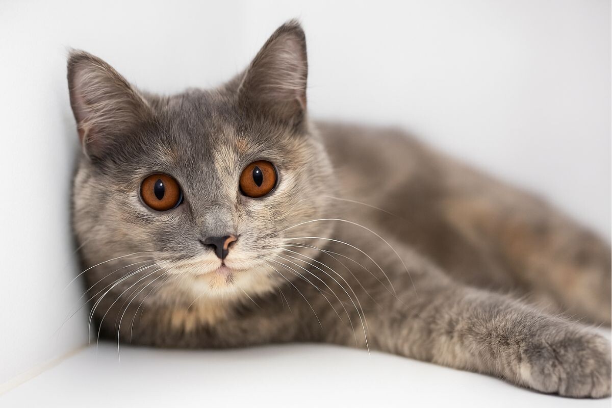 Могут ли у кошки быть карие глаза