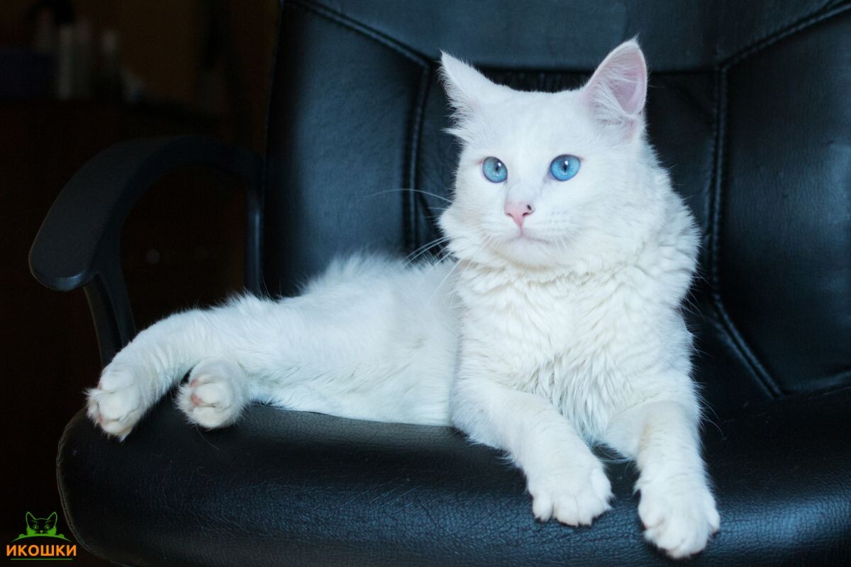 Белая кошка с голубыми глазами