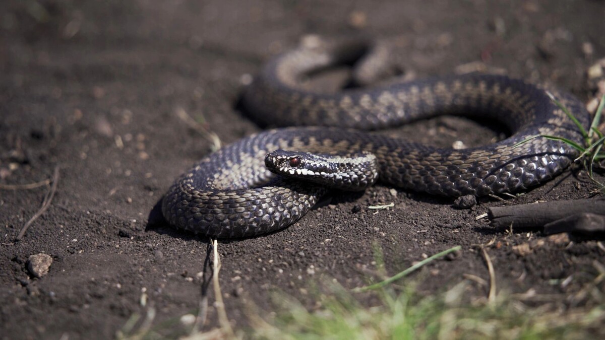    Фото: Egoreichenkov Evgenii/Shutterstock/Fotodom