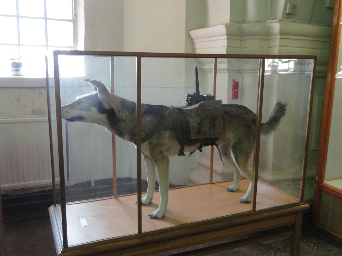 Чучело собаки-истребителя танков в Военно-историческом музее артиллерии, инженерных войск и войск связи