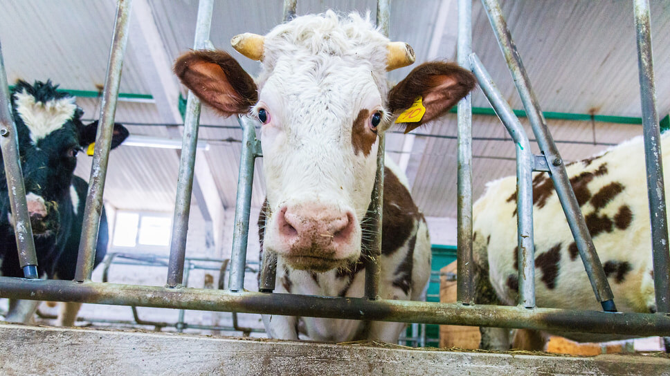 Фото: Олег Харсеев / Коммерсантъ