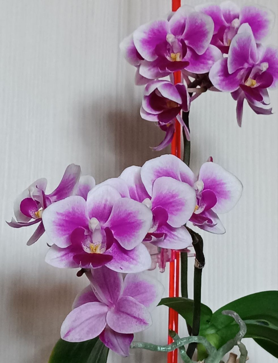 Обложка статьи. Безымянная мультифлора, цветение 2025