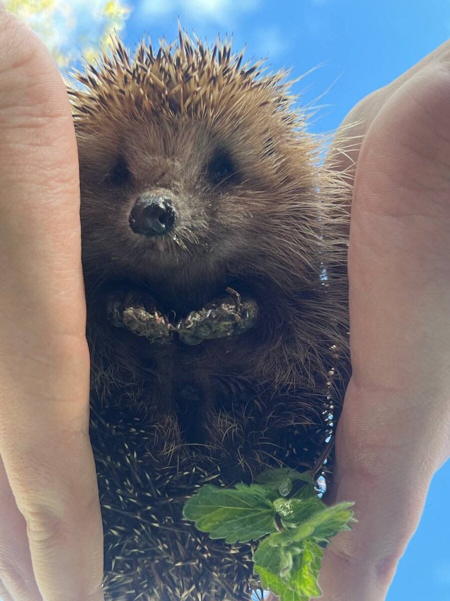 Крошка ёжик на даче