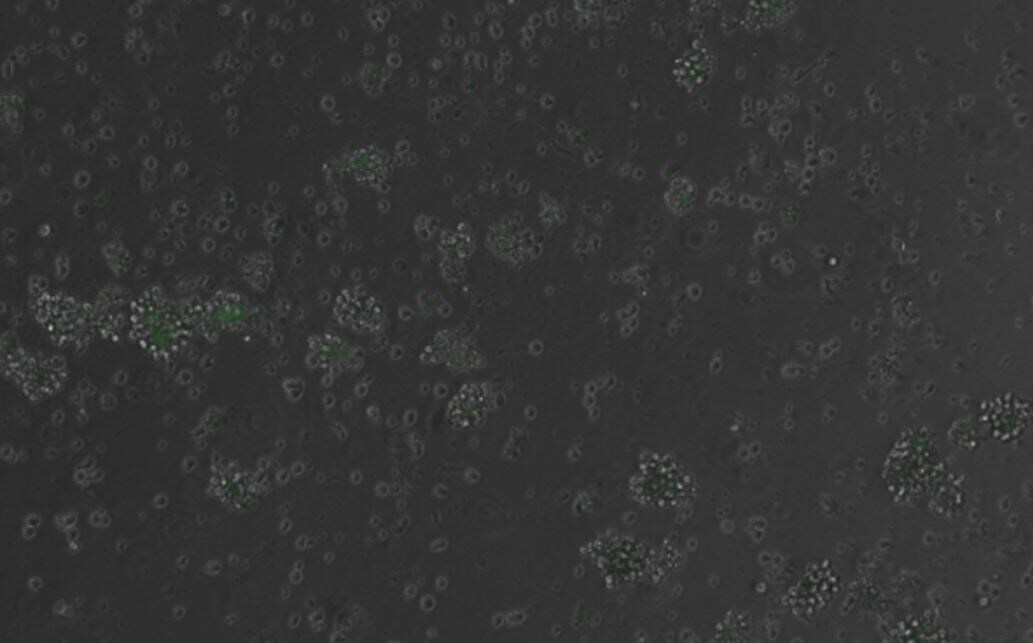 Фото: CAina Bernal Martinez/Centro de Regulacion Genomica  📷
