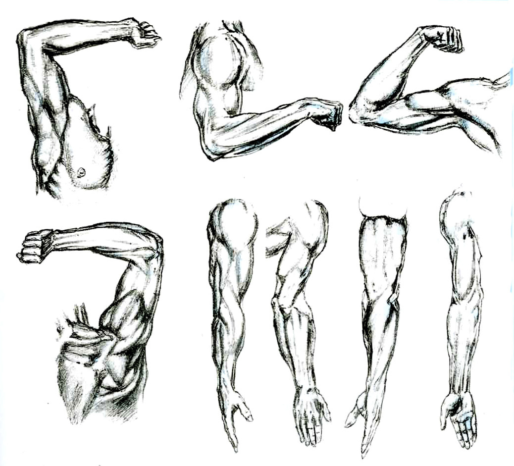 Пример изображения руки человека в соответствии со знанием мышц верхней конечности