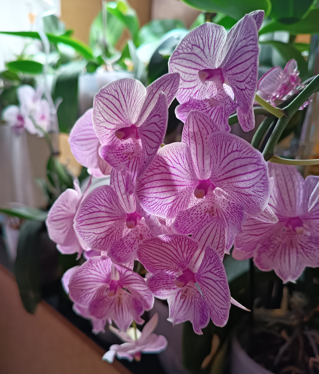 Обложка статьи. В вечернем поливе есть особая прелесть, но правильнее поливать растения с утра