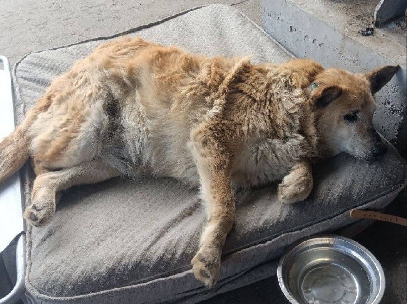    У пожилой собаки обездвижены задние лапы и она не может самостоятельно передвигаться