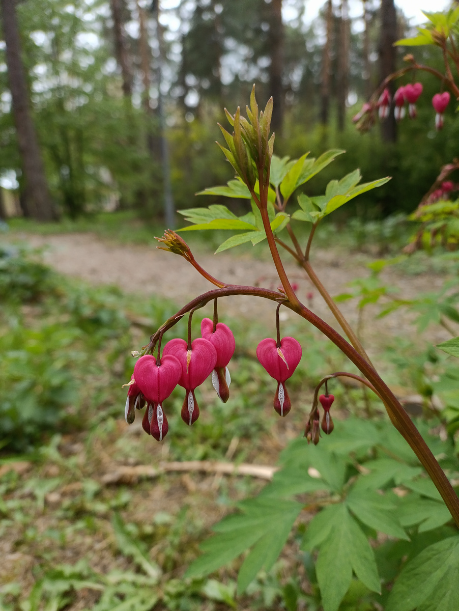 Дицентра или "Разбитое сердце"(фото автора). 