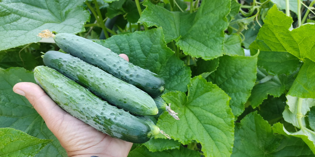 Огурцам навоз не нужен! Вот что нужно для богатого урожая ОГУРЦОВ 🥒🥒🥒