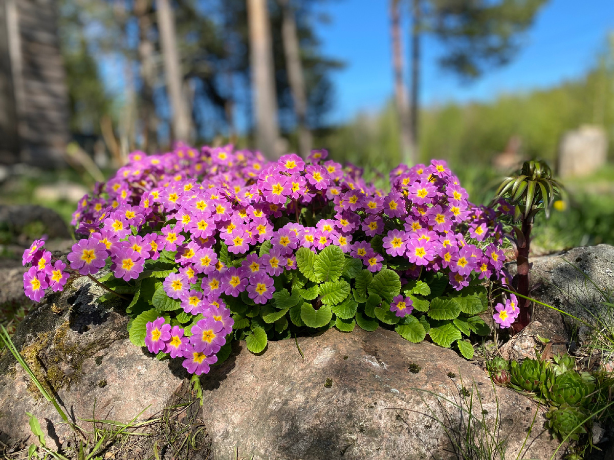 Этому кустику уже много лет, и его ещё ни разу не делили 🙈