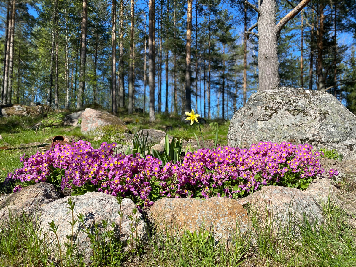 Куртина из примул. Если высаживаете на солнечном месте, необходимо очень хорошо поливать этот цветок. Наилучшее место посадки — полутень 