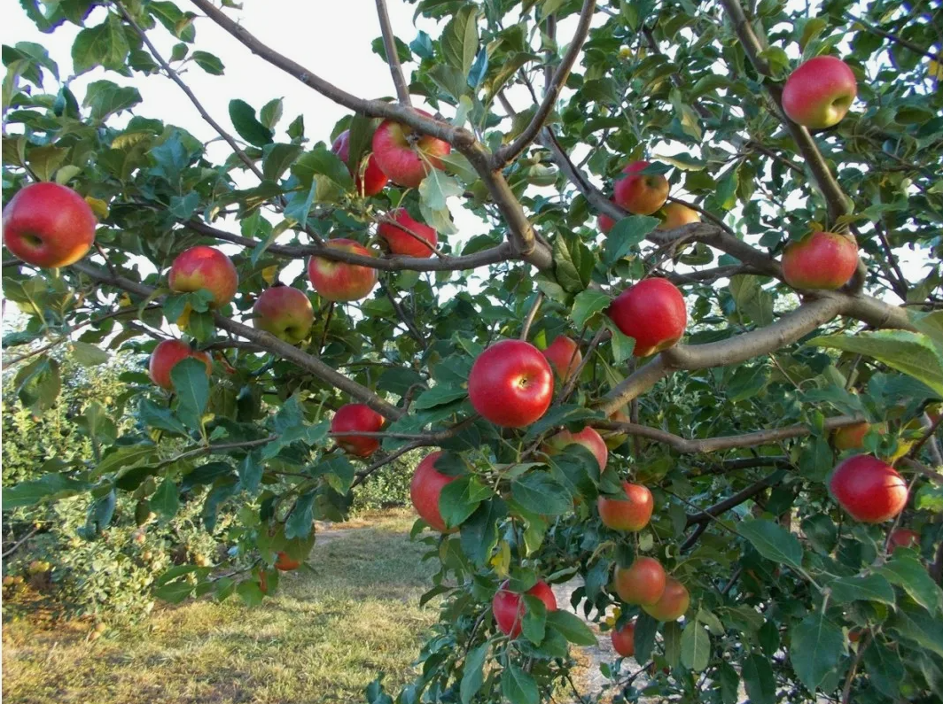 Яблоня Красное раннее. Источник фото: https://sale.zelen-ufa.ru/index.php?route=product/product&product_id=141