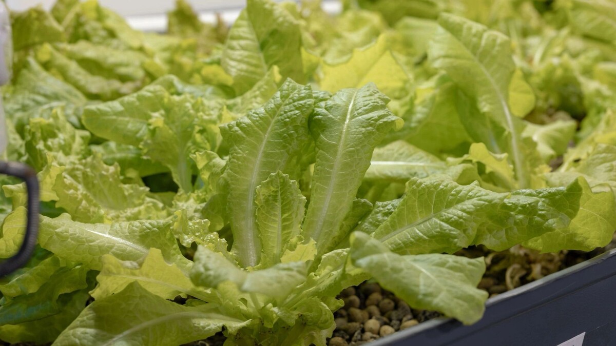    Фото: Сергей Зубков/«Ямал-Медиа»