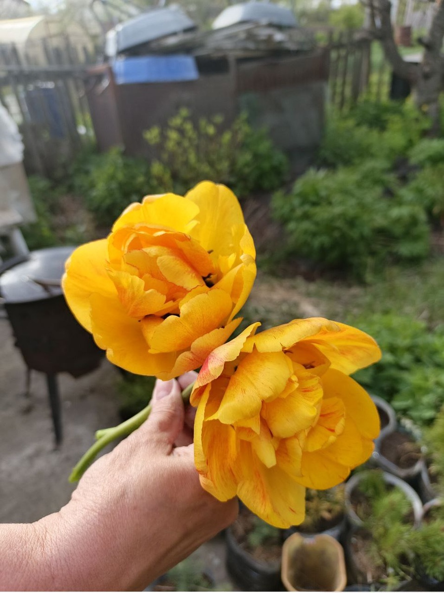 Тюльпаны! Коасота!