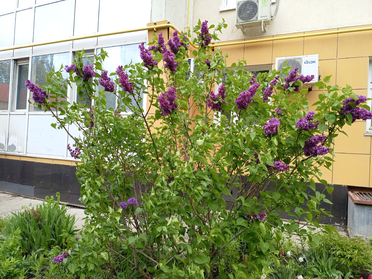Сортовая сирень во дворе