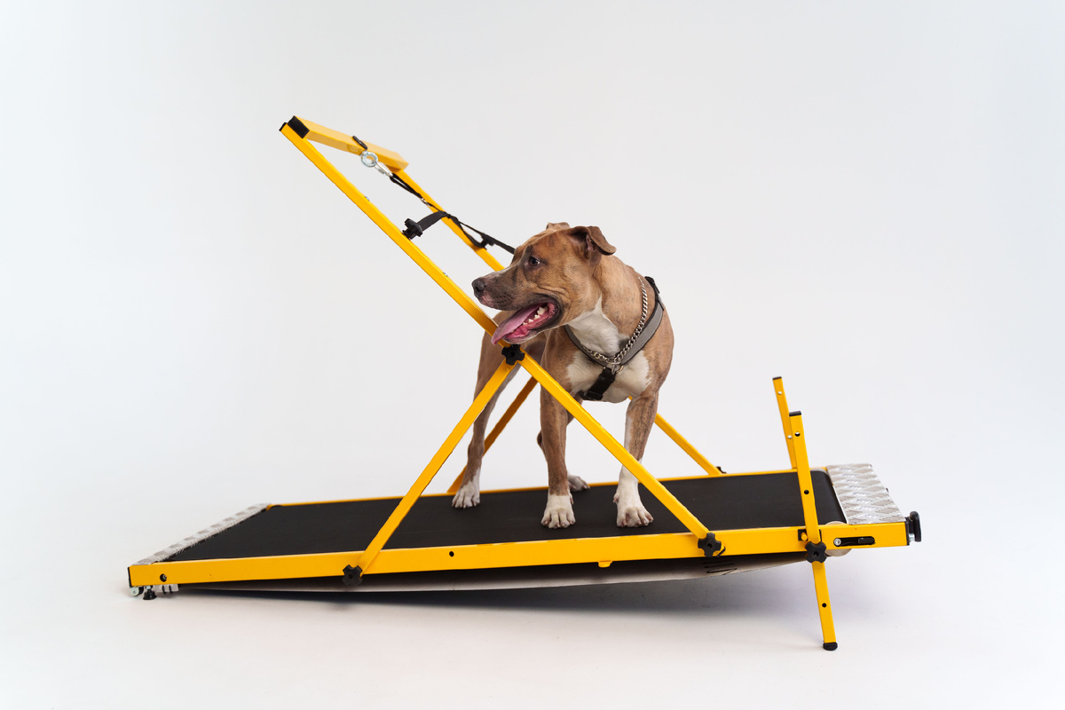 Беговая дорожка для собак ZooFit-1