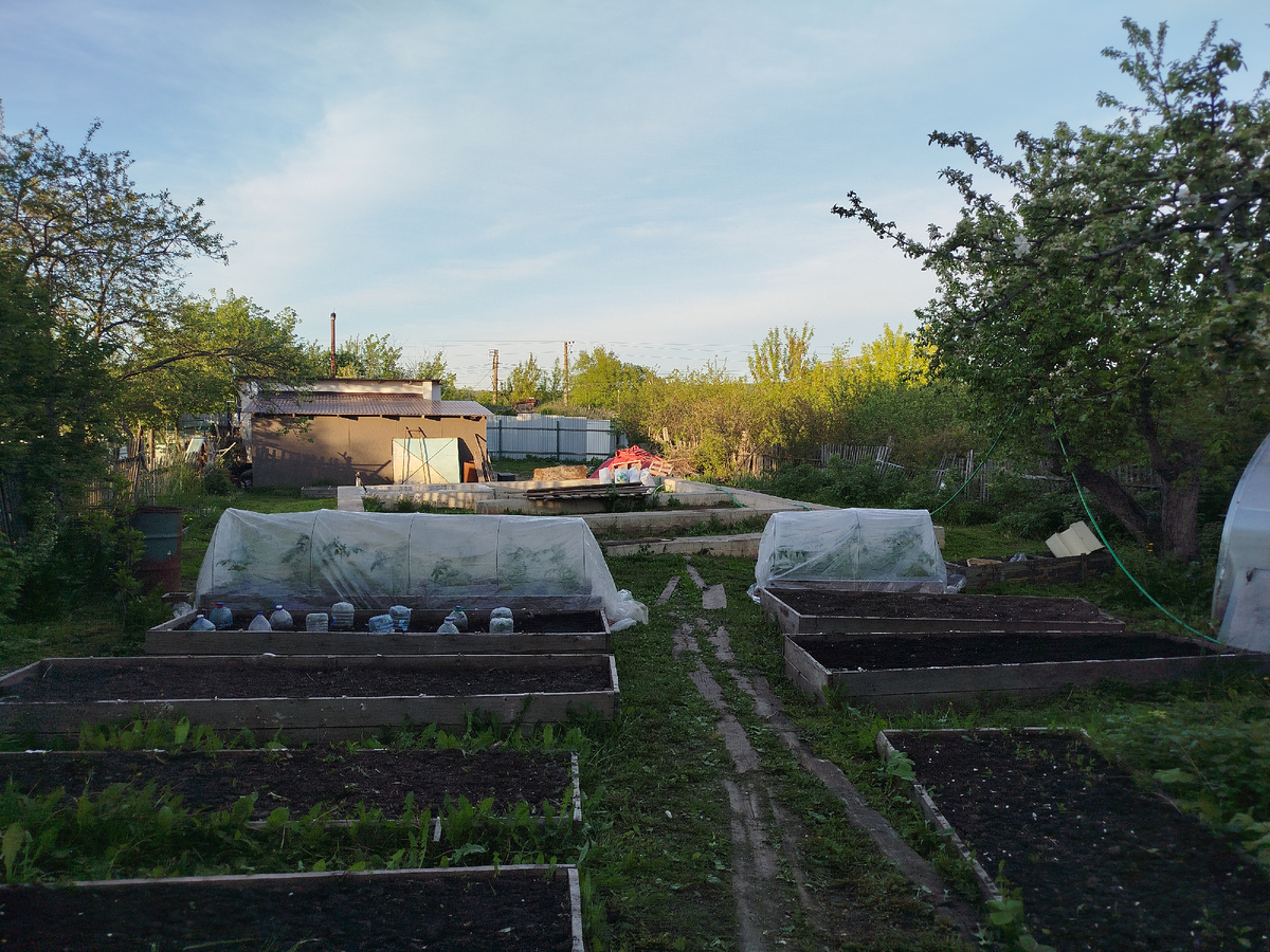 На левой грядке 14 томатов, на правой 8