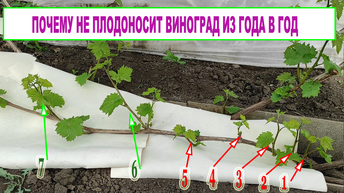 Плодовая стрелка с зелеными побегами.