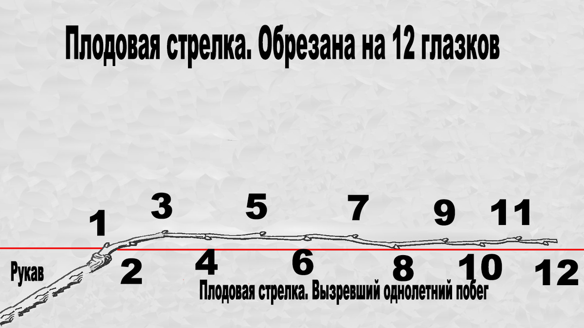 Схема. Плодовая стрелка 12 глазков.