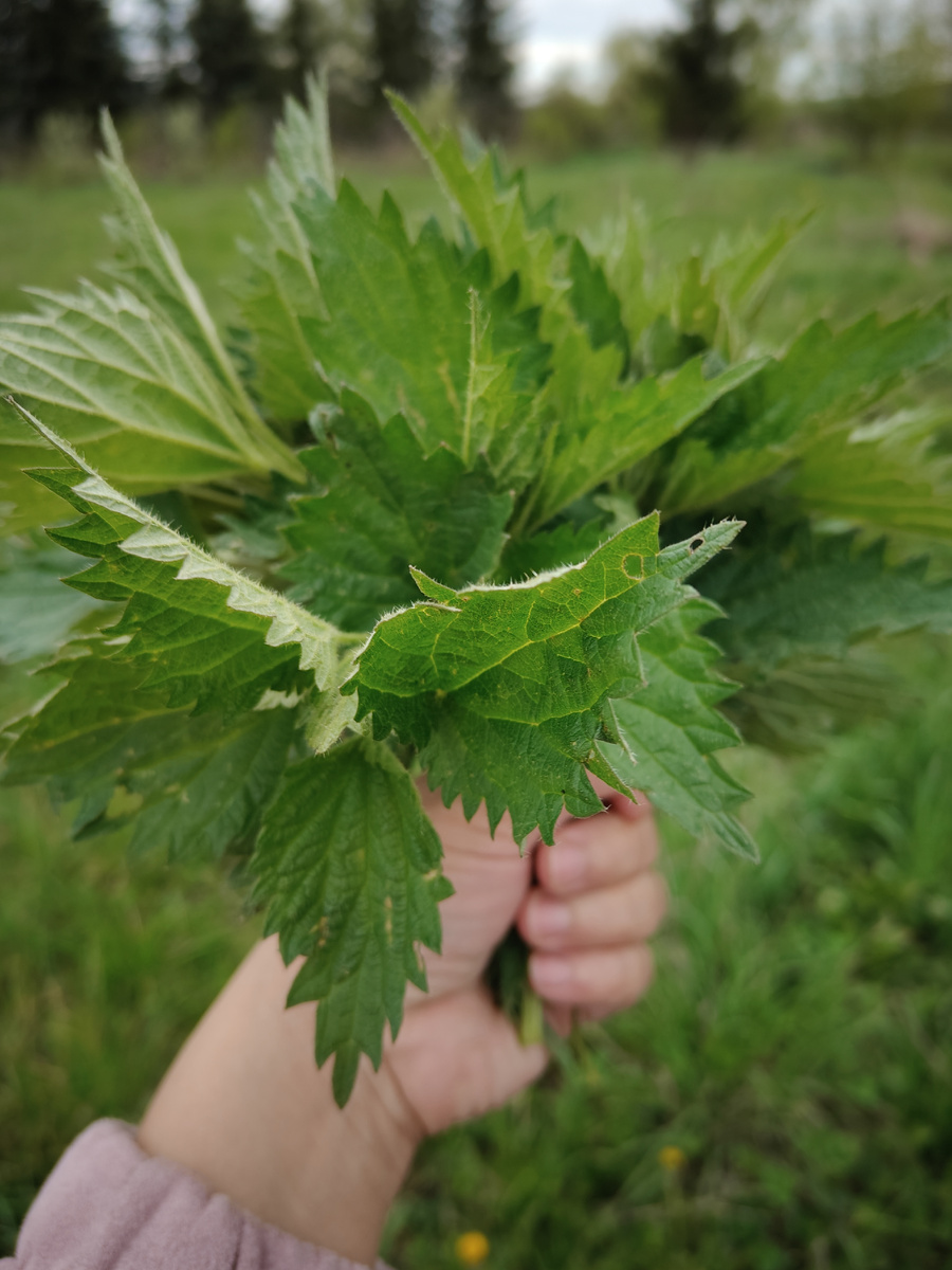 Букет из крапивы