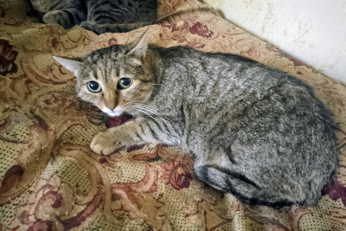 Ëлка, бывшеуличная кошка, мама Сили и Флинта, до сих пор ест с жадностью и считает еду одним из высших благ