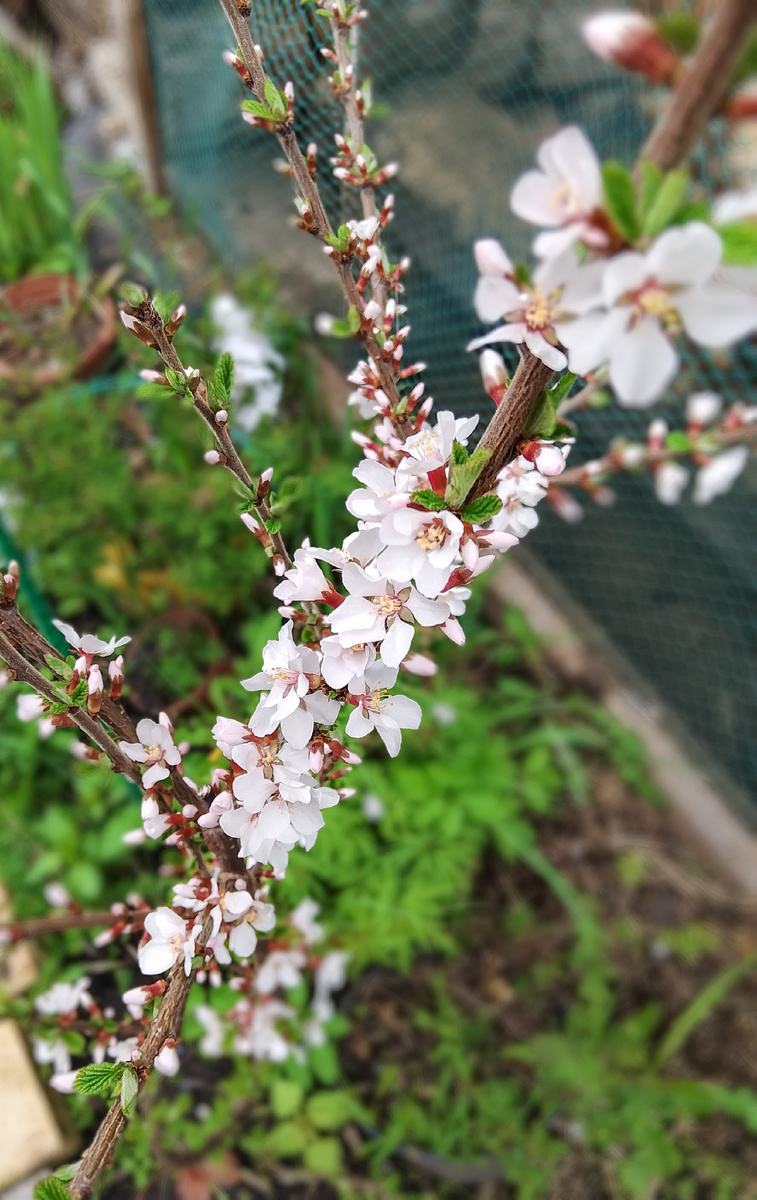 Вишня цветёт 