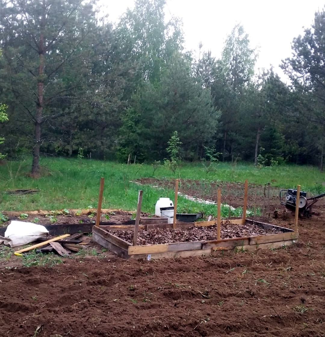 Начальная стадия первого парничка