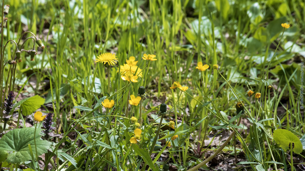 2. Одуванчики и лютики © NickFW.ru — 10.05.2023г.