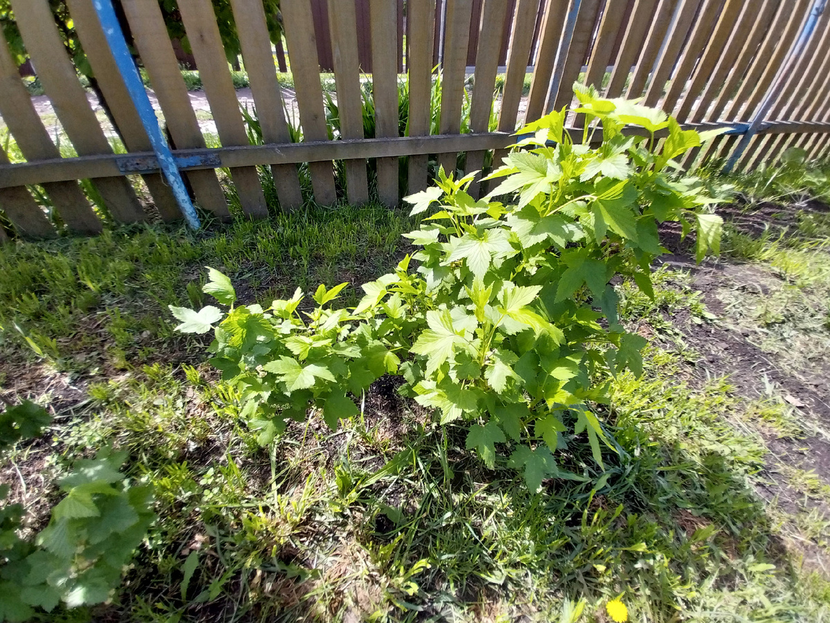 Малышка смородина, на которой была замечена тля 4 мая.