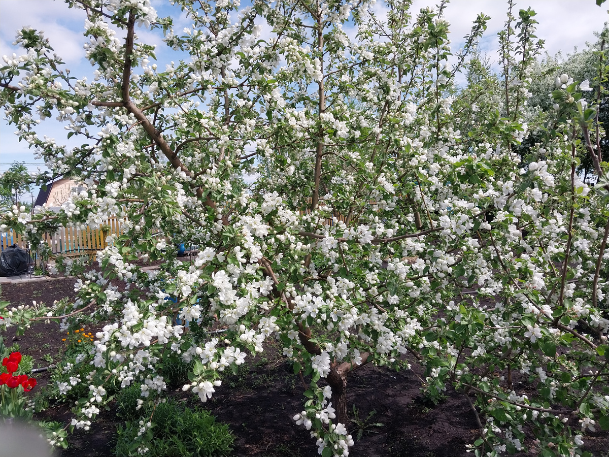Яблони цветут. Красота.