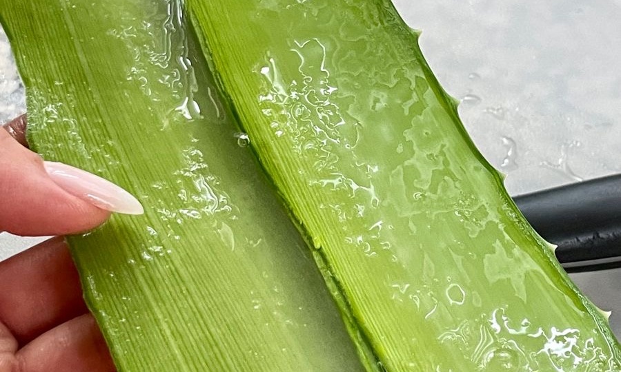 Пять способов применения алоэ вера