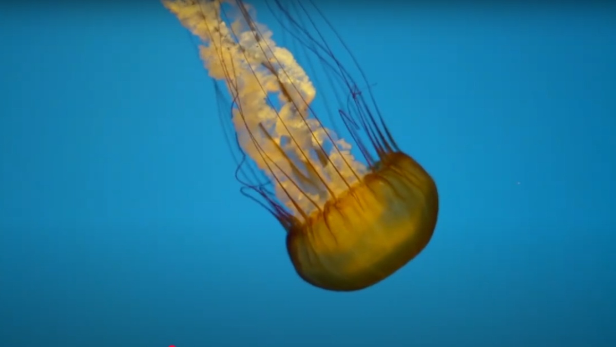 медузы Turritopsis