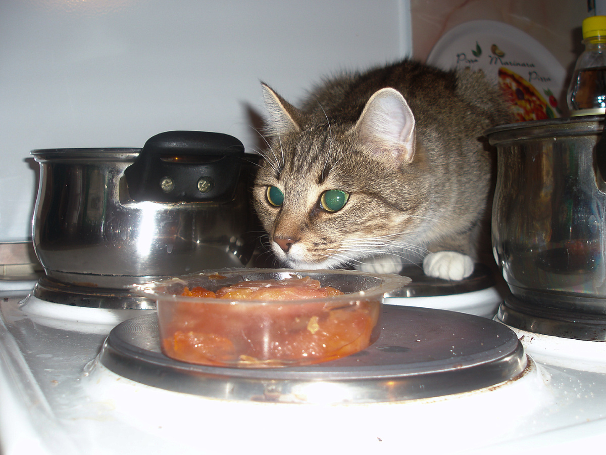 Вася Котлеткин — известный специалист по мясным блюдам, особенно если они оставлены без присмотра. Фотография: vegas, CC BY-SA 2.0