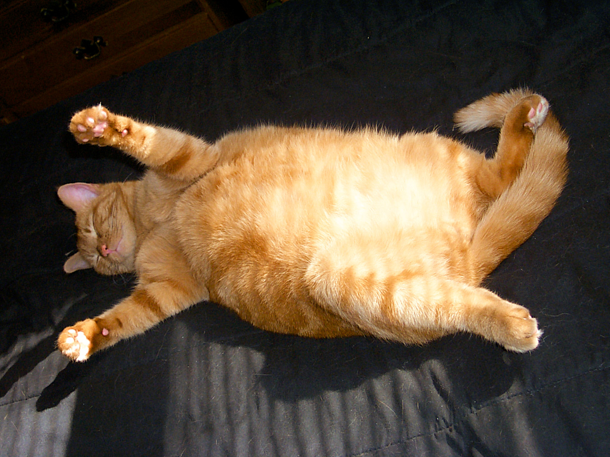 Нюансов много: возраст, габариты, здоровье, образ жизни. Котам-активистам понадобится не один пакетик с влажным кормом, а хотя бы полтора. А вот лентяям будет достаточно половины. Стёпа Сосискин — парень с бойким характером и непреодолимой тягой к колбасным изделиям. Фотография: trippchicago, CC BY 2.0