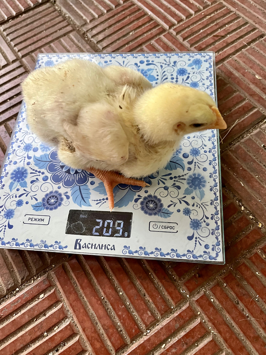 Возраст птенчика 7 суток.