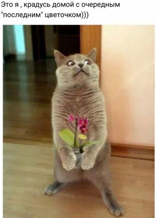 Картинка из телеграмма, тематического чата