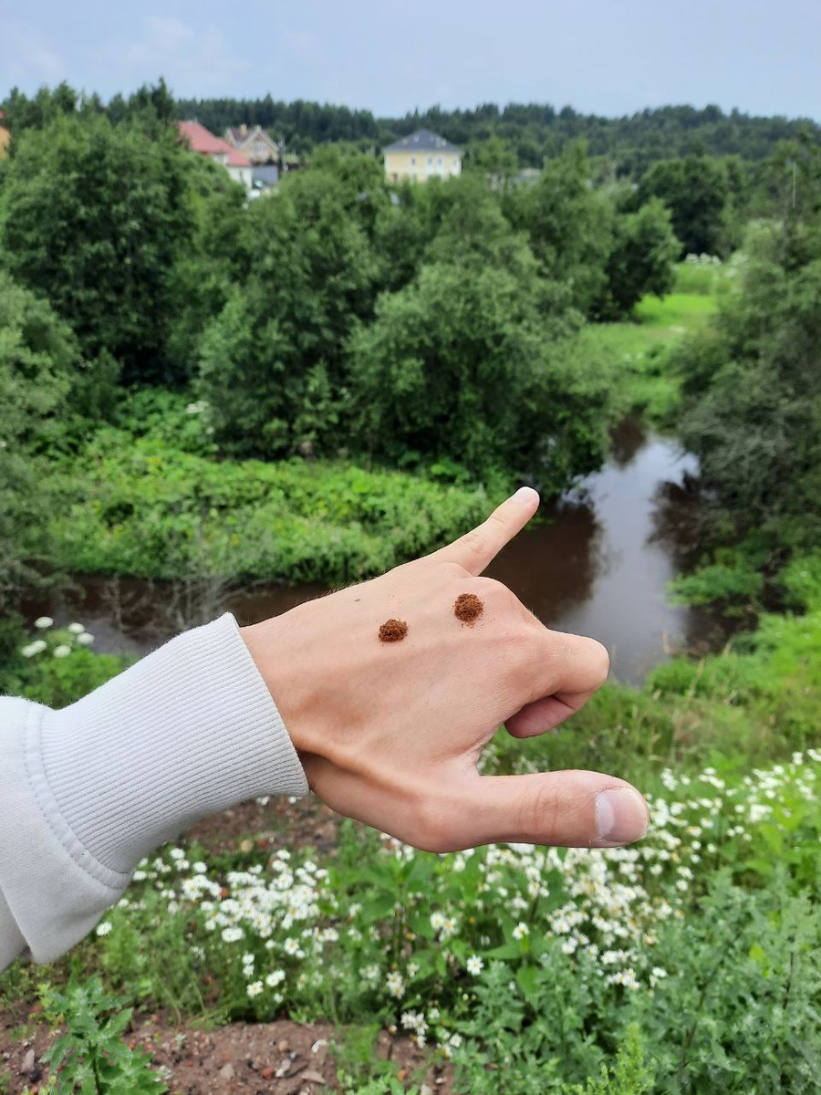 Нюхательный табак