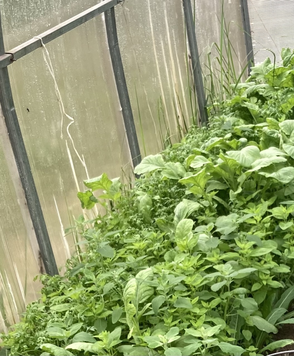 Тут и редиска, и сорнячки -сидераты, и кресс-салат затесался. 