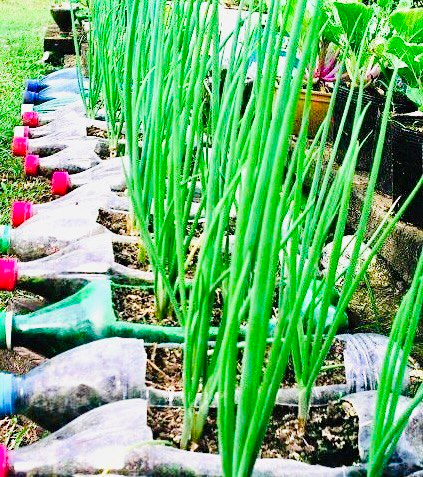 Дачный хак - как пластиковые бутылки решают проблемы полива, вредителей и нехватки места!