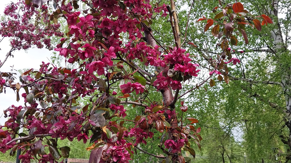 Цветет яблоня декоративная.